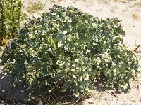 Sea kale (Crambe maritima), flowering  Sea kale (Crambe maritima), flowering : city, Europe, European, Friesland, Dutch, Fryslan, Holland, Netherlands, Starum, Stavoren, town, beauty, beauty in nature, bloom, blooming, crambe, flora, floral, flower, flowering, flowers, green, hansa city, crambe maritima, in flower, natural, nature, no people, nobody, outdoor, outdoors, outside, plant, sea cole, sea colewort, sea kale, seakale, summer, summertime, vascular, white