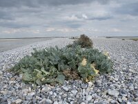 Crambe maritima 53, Zeekool, Saxifraga-Willem van Kruijsbergen