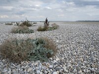 Crambe maritima 55, Zeekool, Saxifraga-Willem van Kruijsbergen