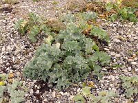 Crambe maritima 59, Zeekool, Saxifraga-Hans Grotenhuis