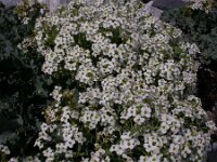 Crambe maritima 6, Zeekool, Saxifraga-Peter Meininger