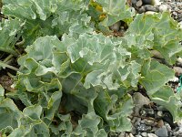 Crambe maritima 60, Zeekool, Saxifraga-Hans Grotenhuis
