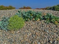 Crambe maritima 63, Zeekool, Saxifraga-Hans Grotenhuis