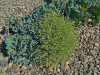 Crambe maritima 64, Zeekool, Saxifraga-Hans Grotenhuis