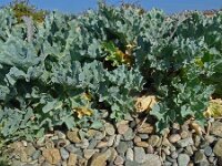 Crambe maritima 66, Zeekool, Saxifraga-Hans Grotenhuis