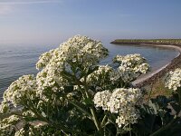 Crambe maritima 69, Zeekool, Saxifraga-Fotot-Fitis-Sytske Dijksen