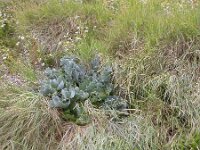 Crambe maritima 7, Zeekool, Saxifraga-Peter Meininger