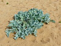 Crambe maritima 70, Zeekool, Saxifraga-Hans Grotenhuis