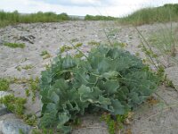 Crambe maritima 9, Zeekool, Saxifraga-Rutger Barendse