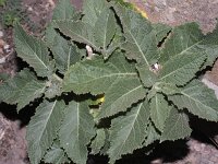 Crambe pritzelii