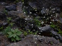 Crambe scaberrima