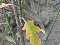 Crambe scoparia