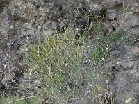 Crambe scoparia 2, Saxifraga-Rutger Barendse