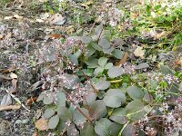 Crassula argentea
