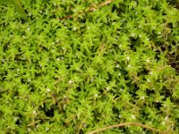 Crassula helmsii