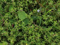 Crassula helmsii 10, Watercrassula, Saxifraga-Hans Boll