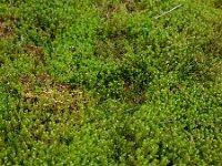 Crassula helmsii 13, Watercrassula, Saxifraga-Ed Stikvoort