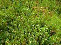 Crassula helmsii 14, Watercrassula, Saxifraga-Ed Stikvoort