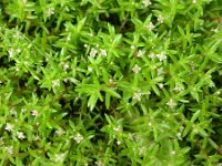 Crassula helmsii 2, Watercrassula, Saxifraga-Peter Meininger