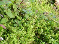 Crassula helmsii 8, Watercrassula, Saxifraga-Rutger Barendse