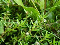 Crassula helmsii 9, Watercrassula, Saxifraga-Rutger Barendse