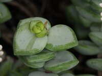 Crassula rupestris