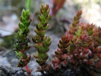Crassula tillaea, Moss Pygmyweed
