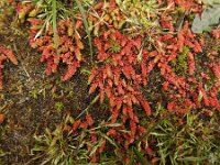 Crassula tillaea 10, Mosbloempje, Saxifraga-Jelle van Dijk