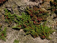 Crassula tillaea 13, Mosbloempje, Saxifraga-Ed Stikvoort
