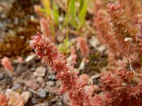 Crassula tillaea 14, Mosbloempje, Saxifraga-Ed Stikvoort