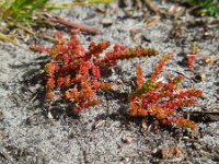 Crassula tillaea 6, Mosbloempje, Saxifraga-Ed Stikvoort