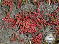 Crassula tillaea 8, Mosbloempje, Saxifraga-Ed Stikvoort