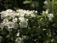 Crataegus azarolus