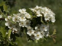 Crataegus azarolus 2, Saxifraga-Jan van der Straaten