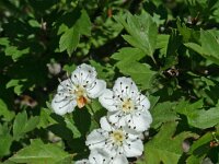 Crataegus calycina