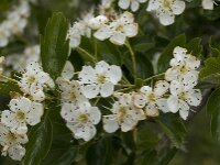 Crataegus granatensis