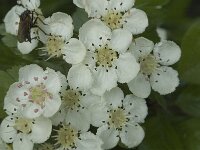 Crataegus laevigata, Midland Hawthorn