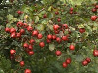 Crataegus laevigata 10, Tweestijlige meidoorn, Saxifraga-Jan van der Straaten