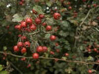 Crataegus laevigata 11, Tweestijlige meidoorn, Saxifraga-Jan van der Straaten