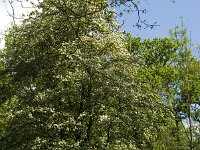 Crataegus laevigata 14, Tweestijlige meidoorn, Saxifraga-Jan van der Straaten