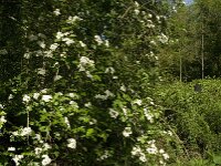Crataegus laevigata 15, Tweestijlige meidoorn, Saxifraga-Jan van der Straaten