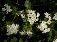Crataegus laevigata 16, Tweestijlige meidoorn, Saxifraga-Jan van der Straaten