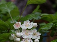 Crataegus laevigata 2, Tweestijlige meidoorn, Saxifraga-Willem van Kruijsbergen