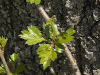 Crataegus laevigata 7, Tweestijlige meidoorn, Saxifraga-Jan van der Straaten