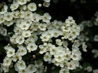 Crataegus laevigata 9, Tweestijlige meidoorn, Saxifraga-Jan van der Straaten