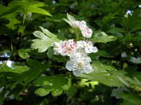Crataegus monogyna, Hawthorn