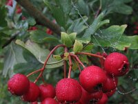 Crataegus monogyna 10, Eenstijlige meidoorn, Saxifraga-Rutger Barendse