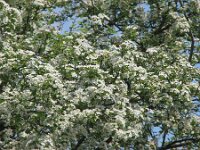 Crataegus monogyna 17, Eenstijlige meidoorn, Saxifraga-Jasenka Topic