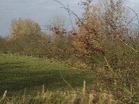 Crataegus monogyna 19, Eenstijlige meidoorn, Saxifraga-Jan van der Straaten