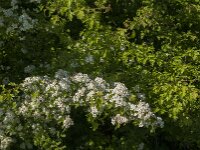 Crataegus monogyna 20, Eenstijlige meidoorn, Saxifraga-Jan van der Straaten